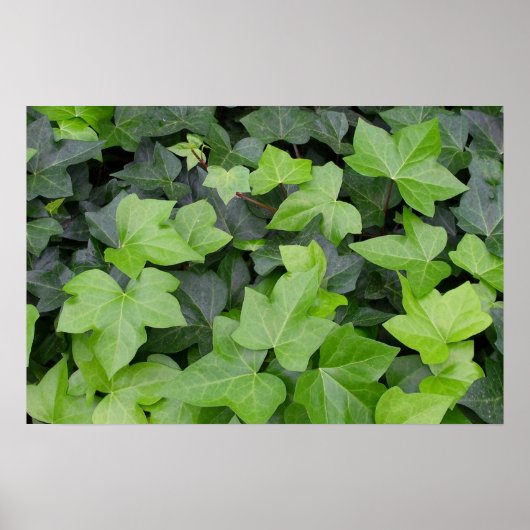 Green Ivy Botanical Print Poster (Vorne)