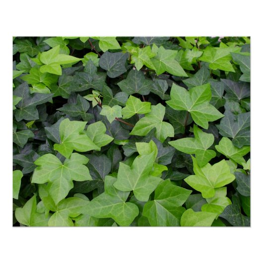 Green Ivy Botanical Print Poster (Vorderseite)