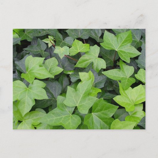 Green Ivy Botanical Print Postkarte (Vorderseite)