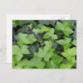 Green Ivy Botanical Print Postkarte (Vorne/Hinten)