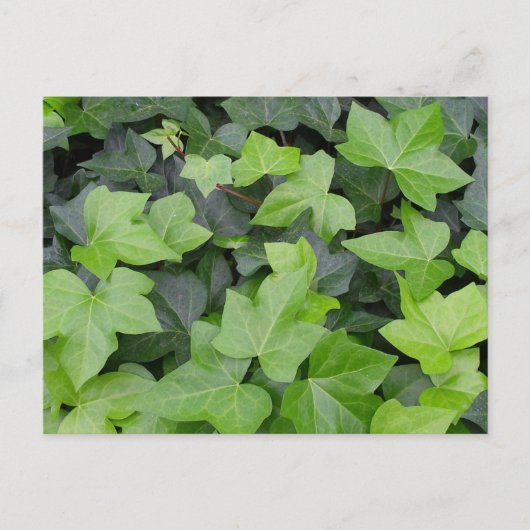 Green Ivy Botanical Print Postkarte (Vorderseite)
