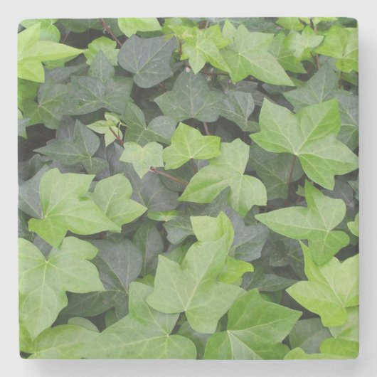 Green Ivy Botanical Print Steinuntersetzer (Vorderseite)