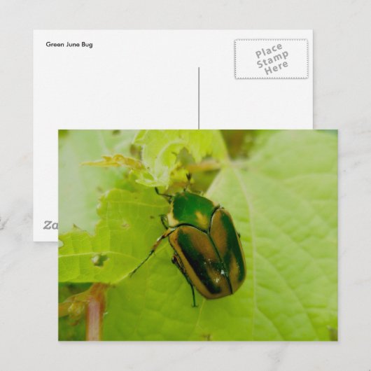 Green June Käfer Postkarte (Vorne/Hinten)