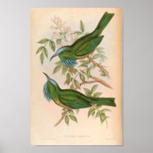 Green Kingfisher Bird Nyctiornis Athertoni