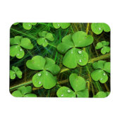 Green Kleeblatt St Patrick's Day Flexi Magnet (Horizontal)