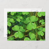 Green Kleeblatt St Patrick's Day Postcard Postkarte (Vorne/Hinten)