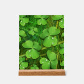 Green Kleeblatt St Patrick's iPhone 5 Case-Mate Acrylschild (Vorderseite)