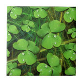 Green Kleeblatt St Patrick's iPhone 5 Case-Mate Fliese (Vorderseite)