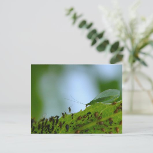 Green Lacewing Aphid Buffet Postkarte (Stehend Vorderseite)