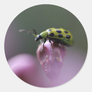 Green Ladybug auf rosa Blume Stickers