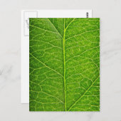 green leaf postkarte (Vorne/Hinten)
