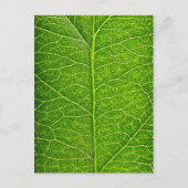 green leaf postkarte (Vorderseite)