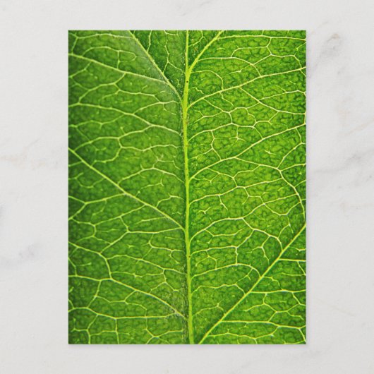 green leaf postkarte (Vorderseite)