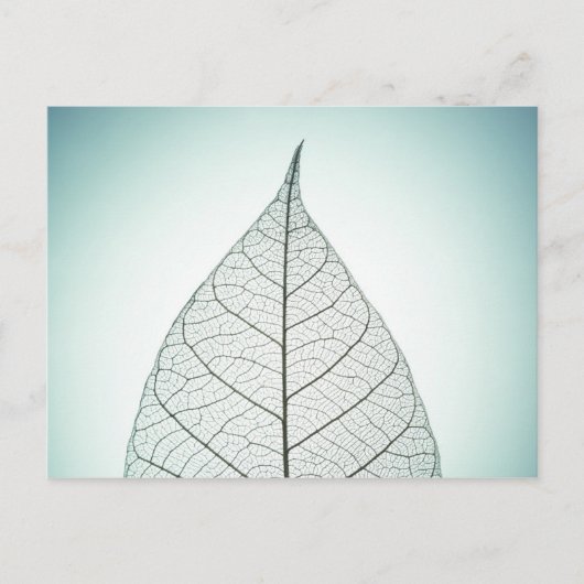 Green Leaf Skeleton Postkarte (Vorderseite)