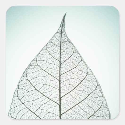 Green Leaf Skeleton Quadratischer Aufkleber (Vorderseite)