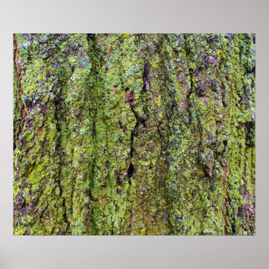 Green Lichen auf Tree Bark Nature Poster (Vorne)
