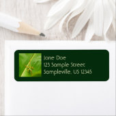 Green Lizard auf grünem Leaf (Insitu)