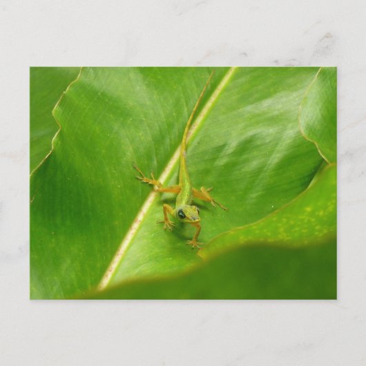 Green Lizard auf grünem Leaf Postkarte (Vorderseite)