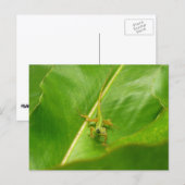 Green Lizard auf grünem Leaf Postkarte (Vorne/Hinten)