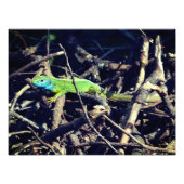 Green Lizard Foto (Vorne)