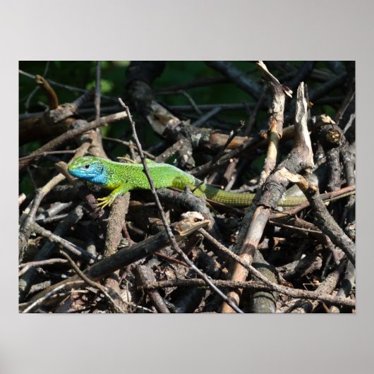 Green Lizard Foto Prints Poster (Vorne)
