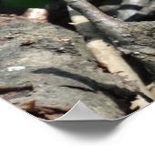 Green Lizard Foto Value Poster Papa (Ecke)