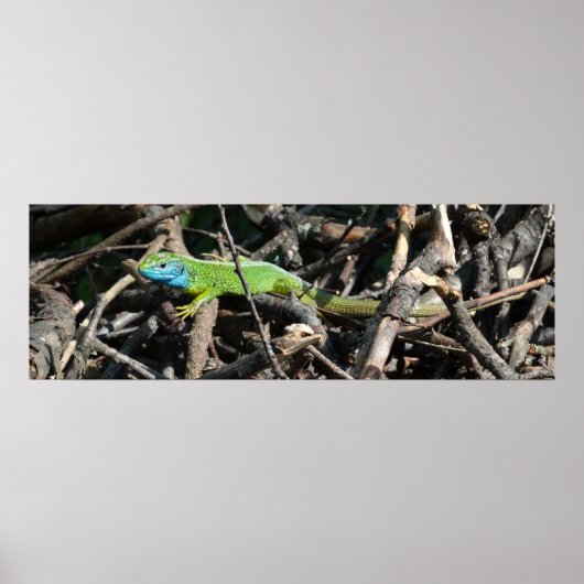 Green Lizard Foto Value Poster Papa (Vorne)
