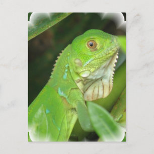 Green Lizard Postcard Postkarte