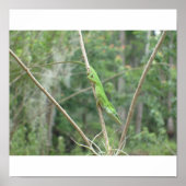 Green Lizard Poster (Vorne)