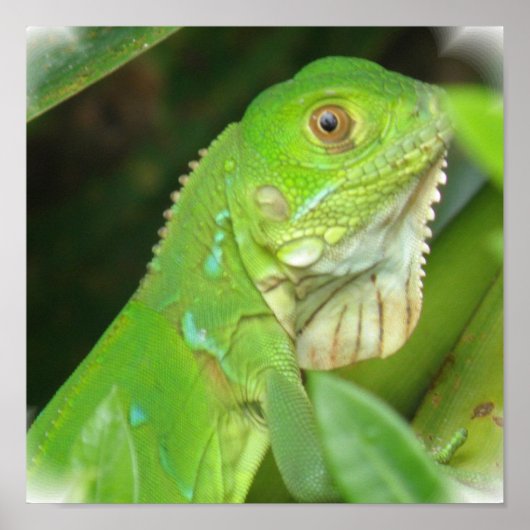 Green Lizard Poster Print (Vorne)