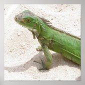 Green Lizard Print Poster (Vorne)