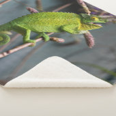 GREEN LIZARD SHERPADECKE (3/4)