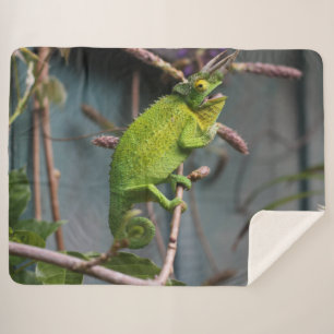 GREEN LIZARD SHERPADECKE