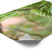 Green Long Leaf Pine Cone Poster (Ecke)