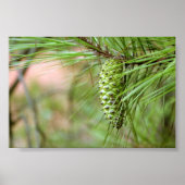 Green Long Leaf Pine Cone Poster (Vorne)