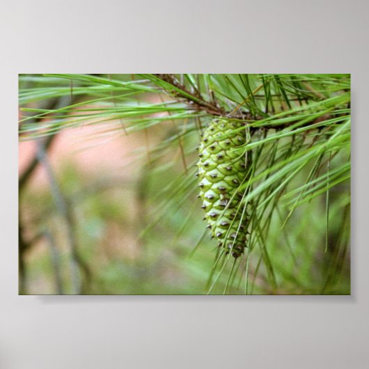 Green Long Leaf Pine Cone Poster (Vorne)