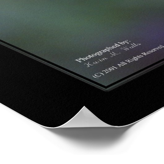 Green Lorikeet Poster (Ecke)