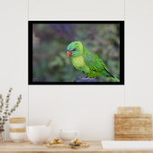 Green Lorikeet Poster (Küche)