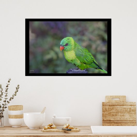 Green Lorikeet Poster (Küche)