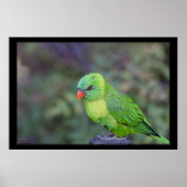 Green Lorikeet Poster (Vorne)