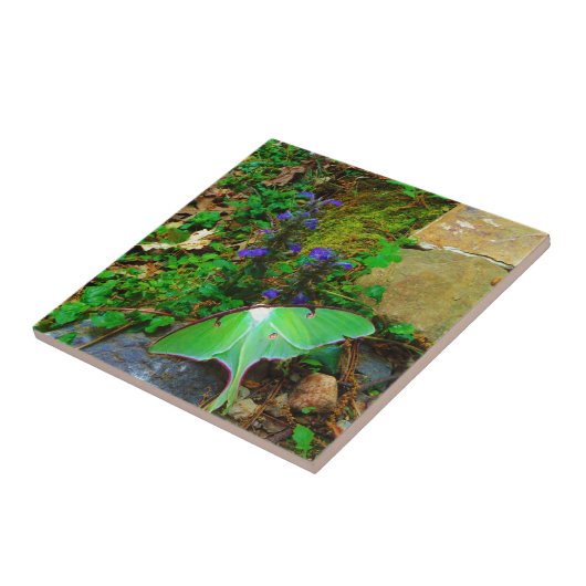 Green Luna Moth Fliese (Seite)