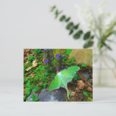 Green Luna Moth Postkarte (Stehend Vorderseite)