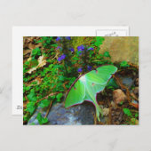 Green Luna Moth Postkarte (Vorne/Hinten)