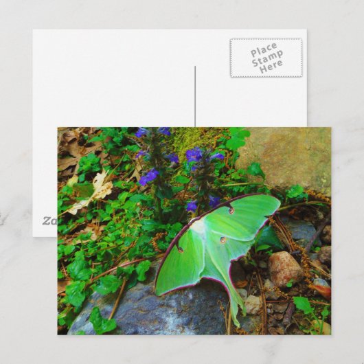 Green Luna Moth Postkarte (Vorne/Hinten)