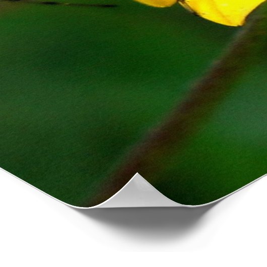 Green Lynx Spider Poster (Ecke)