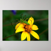 Green Lynx Spider Poster (Vorne)
