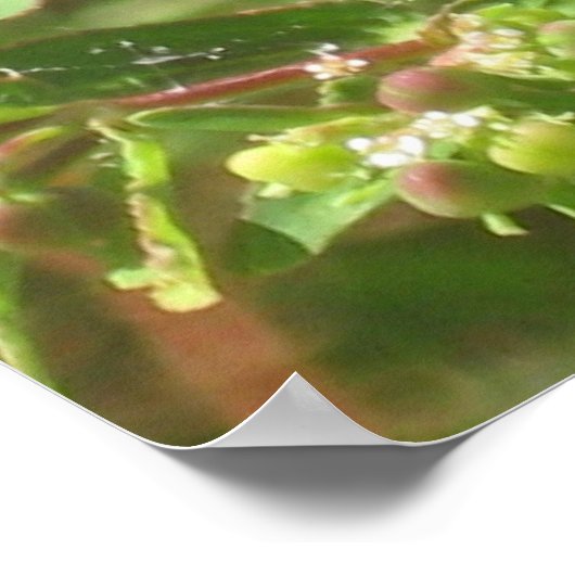 Green Lynx Spider Poster (Ecke)