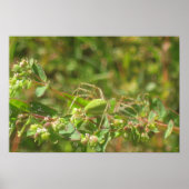 Green Lynx Spider Poster (Vorne)