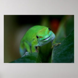 Green Madagascan Day Gecko Poster