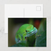 Green Madagascan Day Gecko Postkarte (Vorne/Hinten)